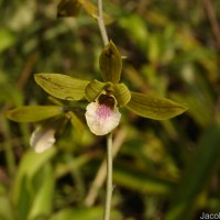 Eulophia epidendraea (J.Koenig ex Retz.) C.E.C.Fisch.